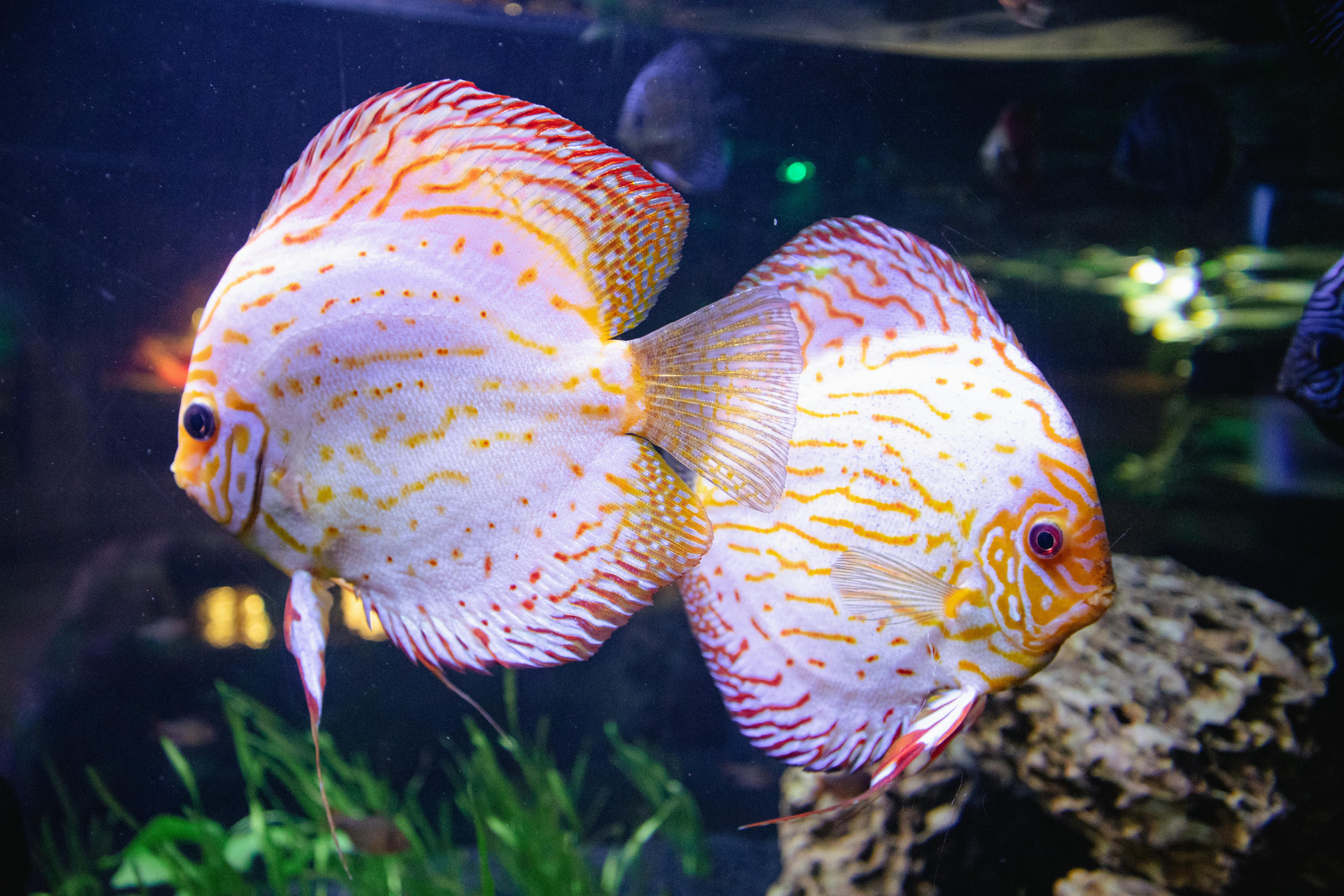 Premium Discus Fish Aquarium