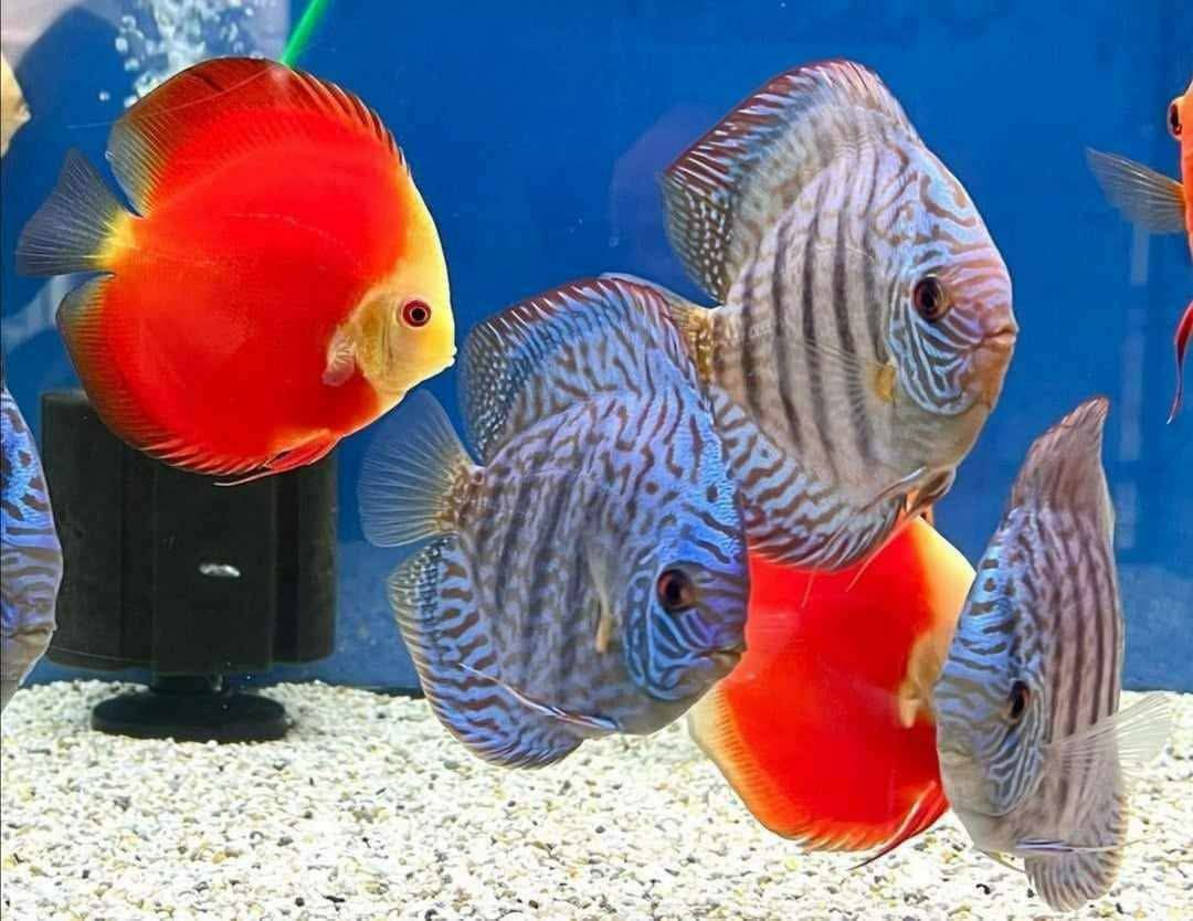 Safe Discus Fish Shipping