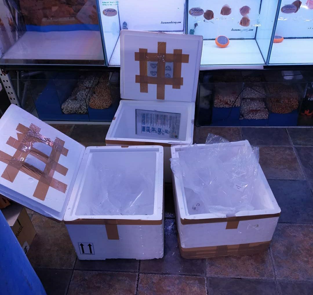 Healthy Premium Discus