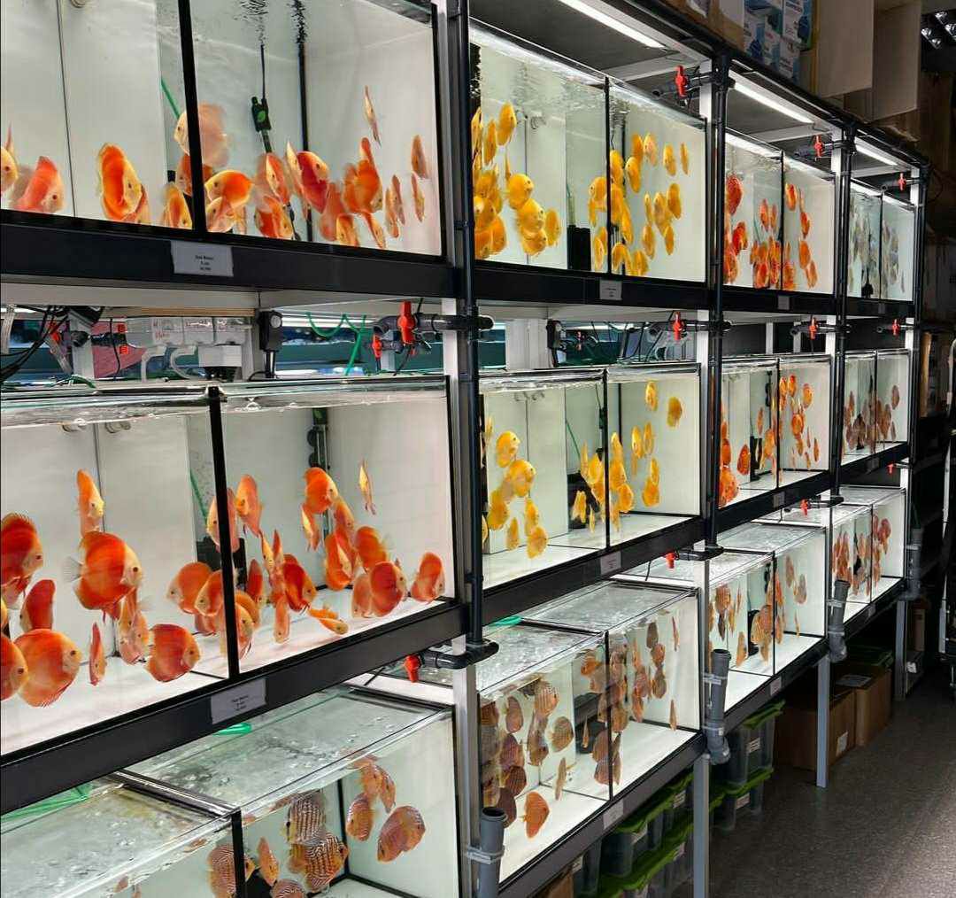 Premium Discus Banner