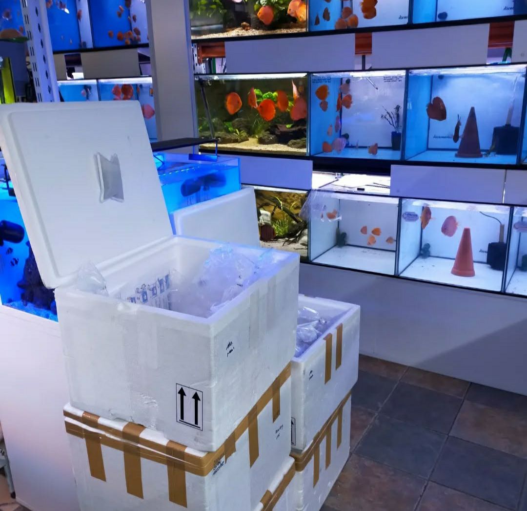 Exquisite Discus Fish